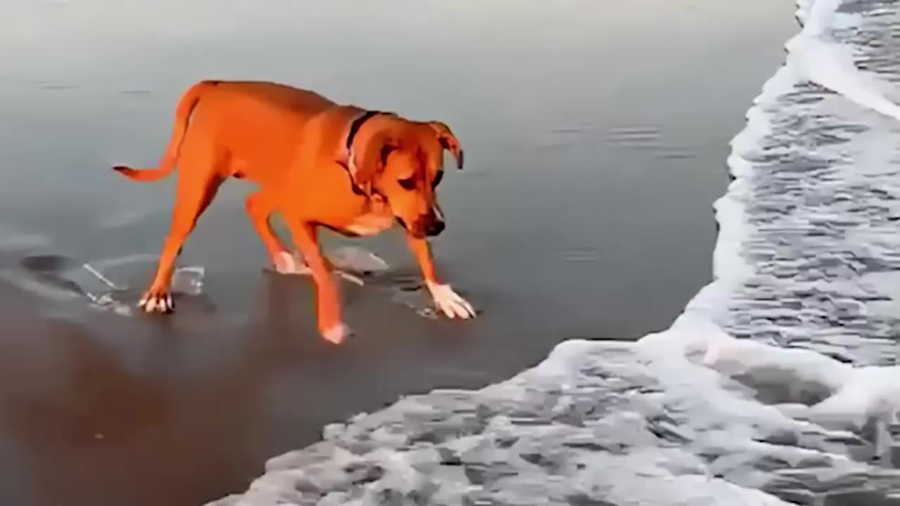 When Your Dog First Encounters with the Ocean! 😂 Funny Dogs and Water