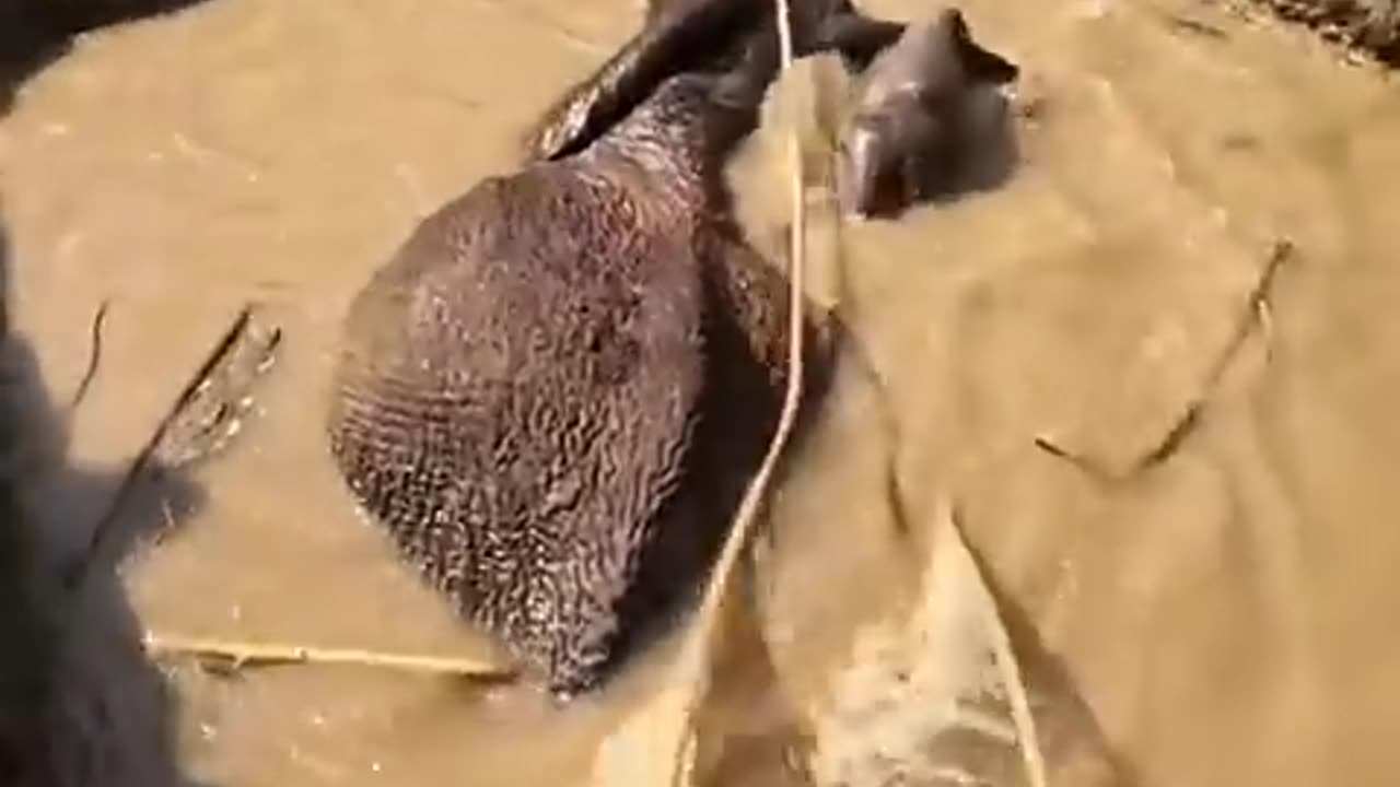 Funny animals