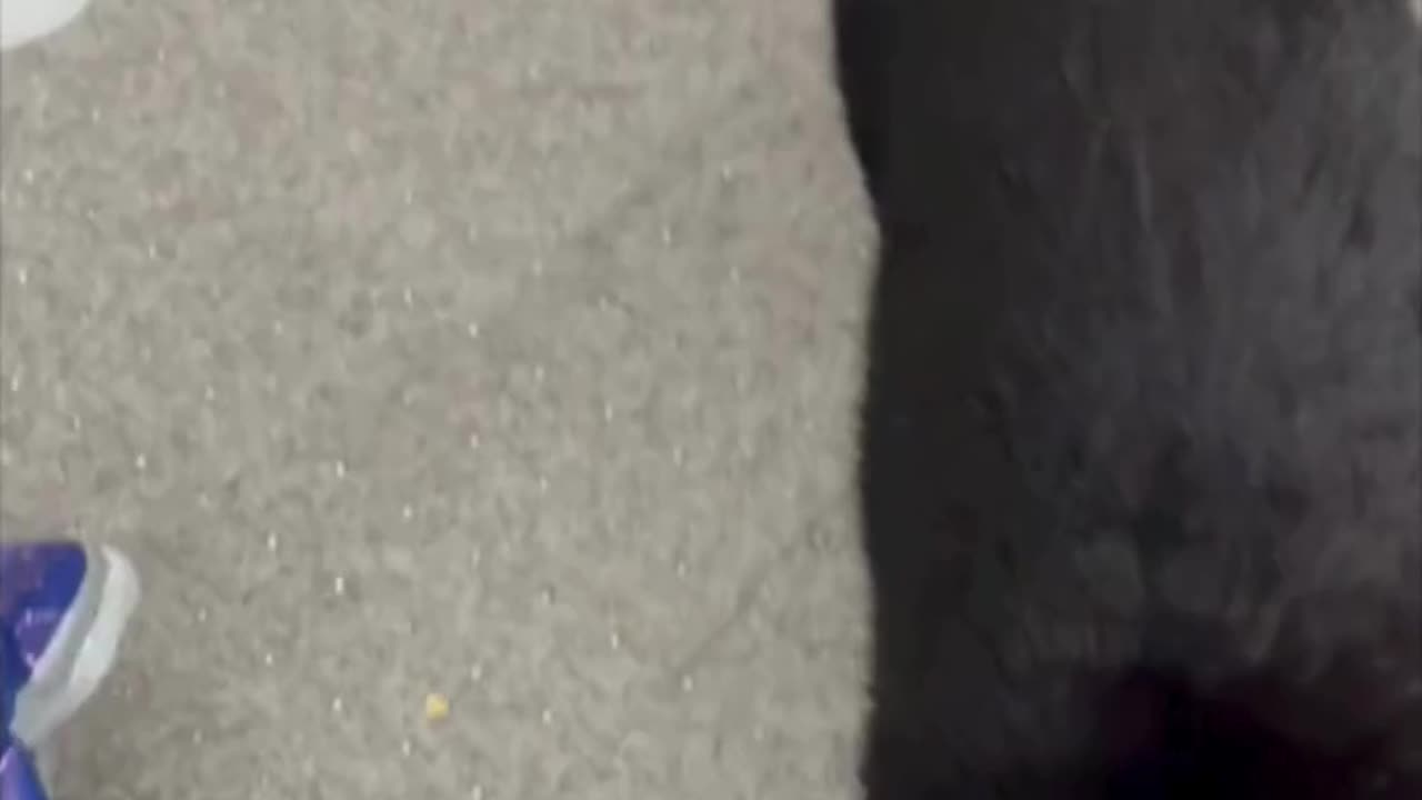 Cute Precious Piper Looks for the Trash Bag - Adopting a Cat from a Shelter Vlog #shorts