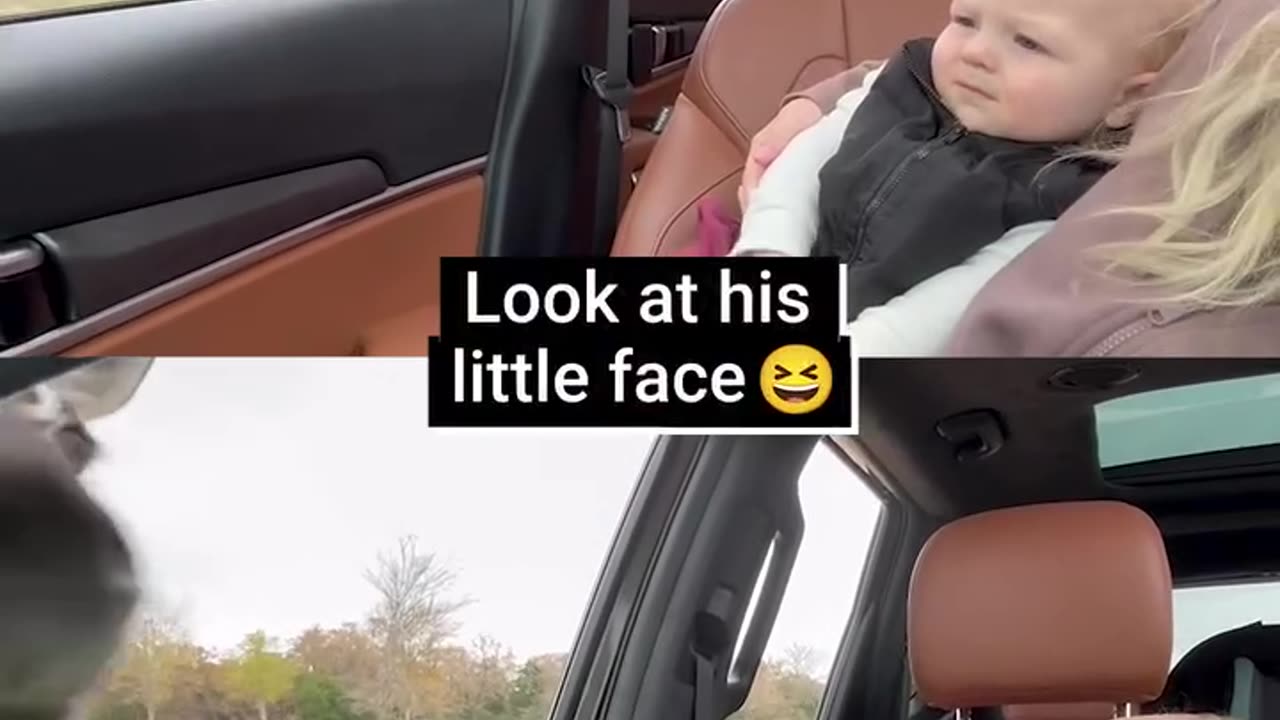 Funny animal video 👶🦓