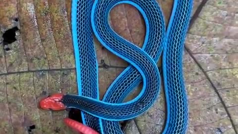 ✨🐍 Stunning MALAYAN BLUE CORAL SNAKE Revealed! | FeedMyCuriosity