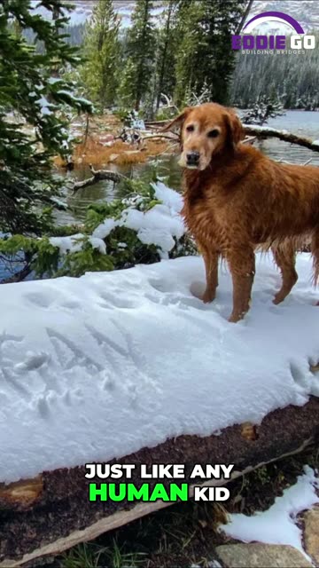 𝐃𝐨𝐠 𝐚𝐬 𝐃𝐞𝐩𝐞𝐧𝐝𝐞𝐧𝐭?! 🐶 𝐋𝐚𝐰𝐬𝐮𝐢𝐭 𝐒𝐡𝐨𝐜𝐤𝐬 𝐈𝐑𝐒! 🤯