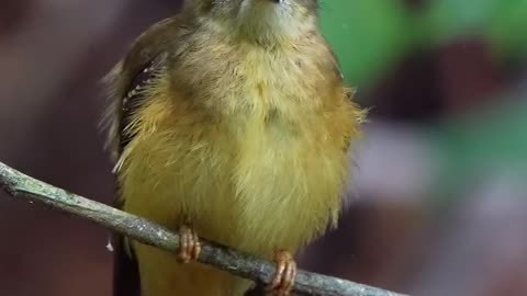 Nuevamente mostrando la belleza de esta hembra de Royal flycatcher