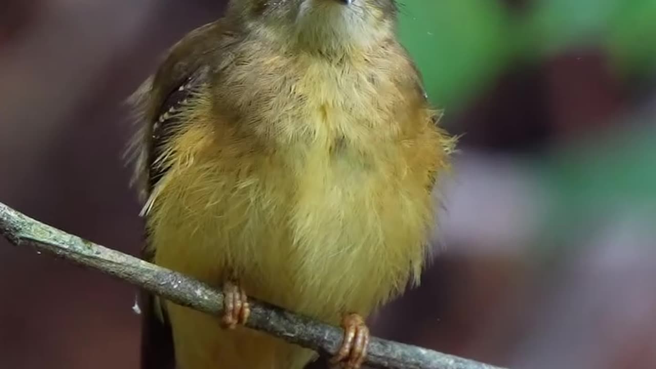 Nuevamente mostrando la belleza de esta hembra de Royal flycatcher