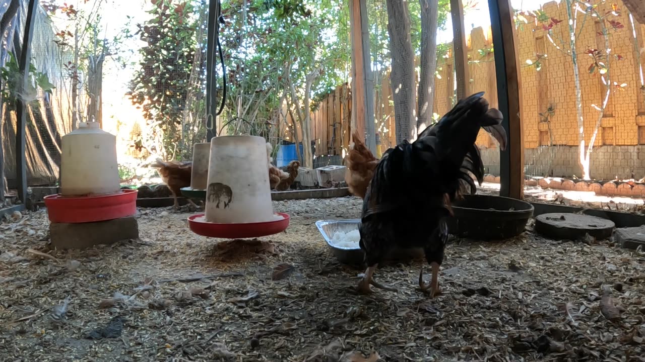 Backyard Chickens Continuous Sounds Noises Hens Roosters!