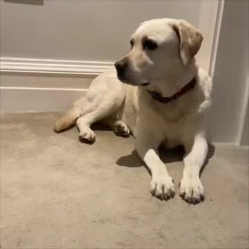 Two types of dogs.. 😂