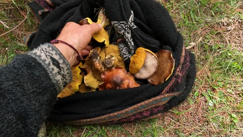 Hongos de Pino por Inkill Tambo (Cusco, Peru)