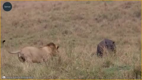 20_Most_Ruthless_Lion_Attacks_Ever_Recorded!_Wild_Animals(