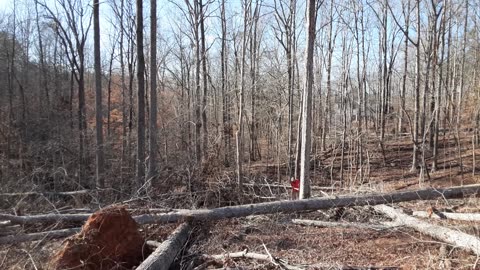 2 More Giant Trees Down – Thanks Chris!