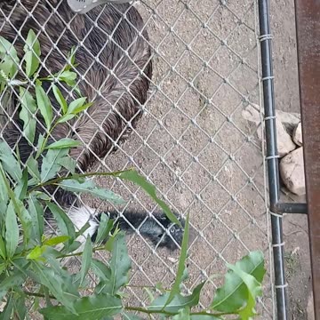 Cheyenne Mountain Zoo Part 27