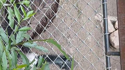 Cheyenne Mountain Zoo Part 27