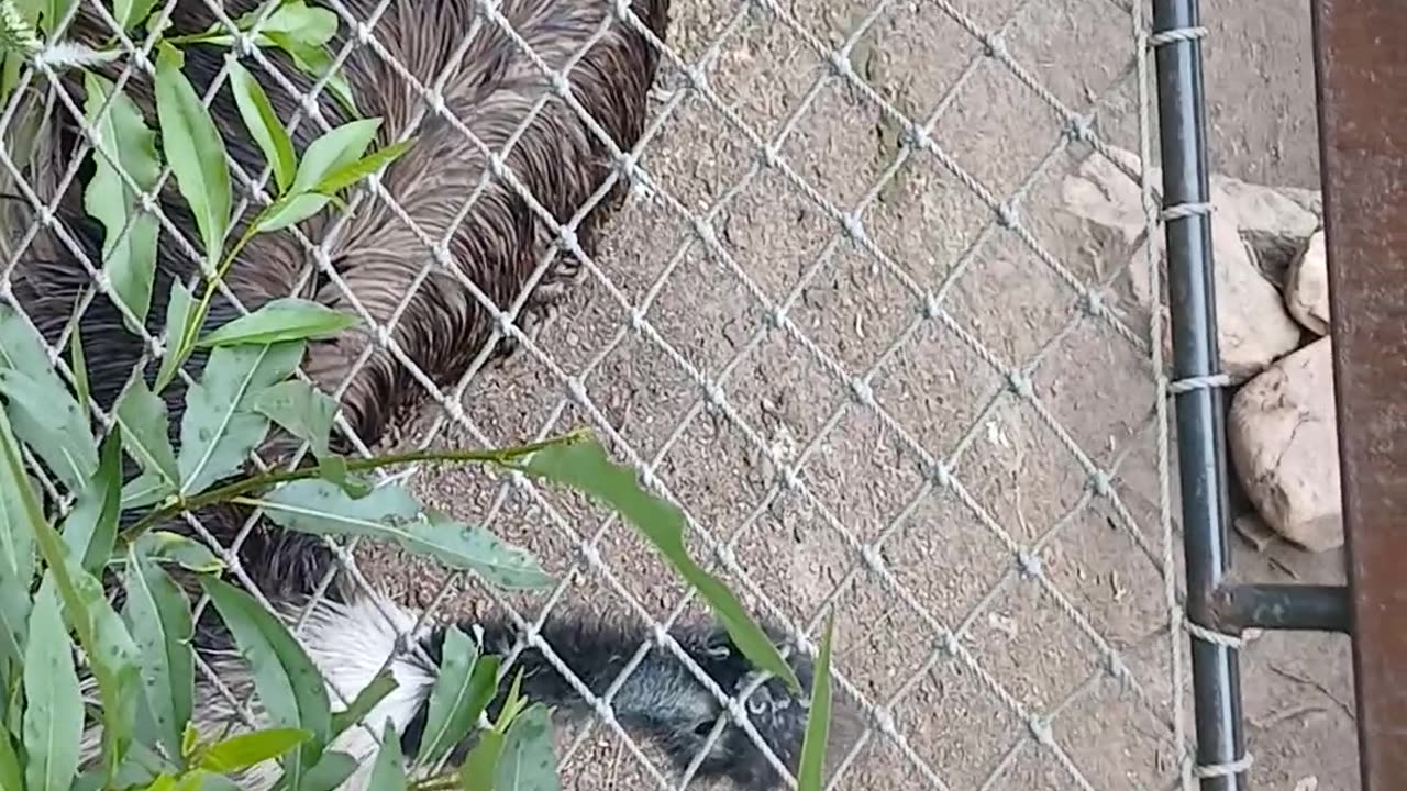 Cheyenne Mountain Zoo Part 27