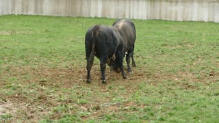 Peran od Mušije vs Brisko od Karića Kutanja 2025