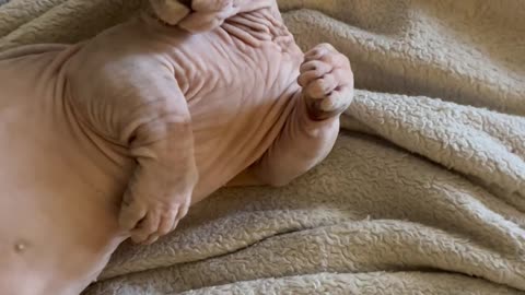 Hairless Cat With Lucious Lashes