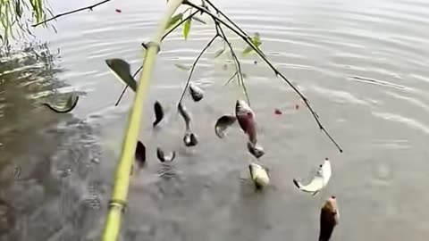 Unique Fishing