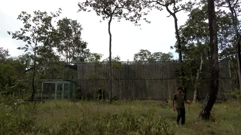 Cambodia helps save endangered storks with captive-bred chicks