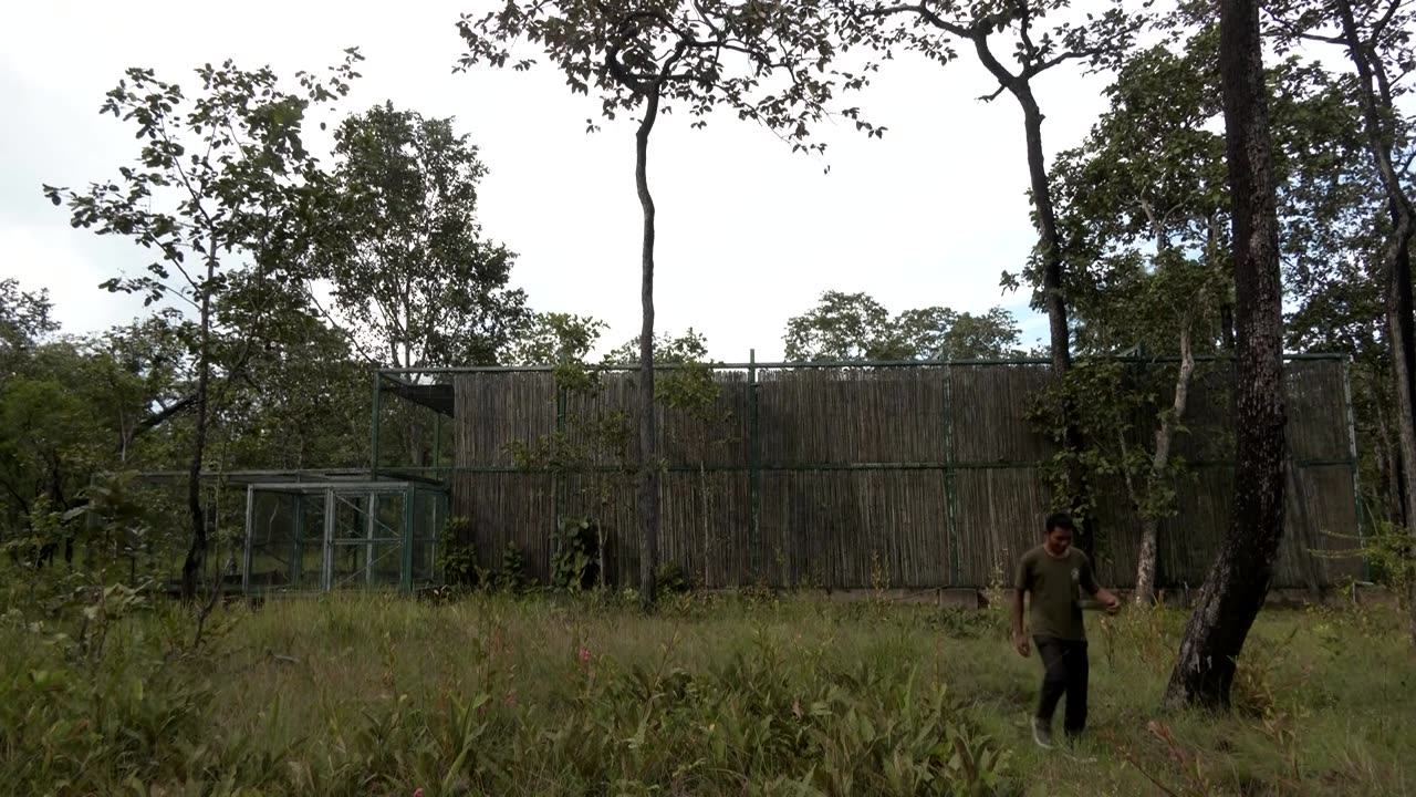 Cambodia helps save endangered storks with captive-bred chicks