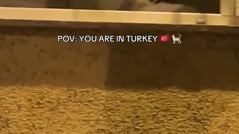 😂🤯 This Will Leave You in Stitches! Hello There... | FunFM