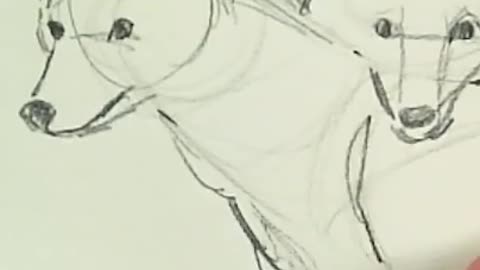 Traditional Art - Coyotes