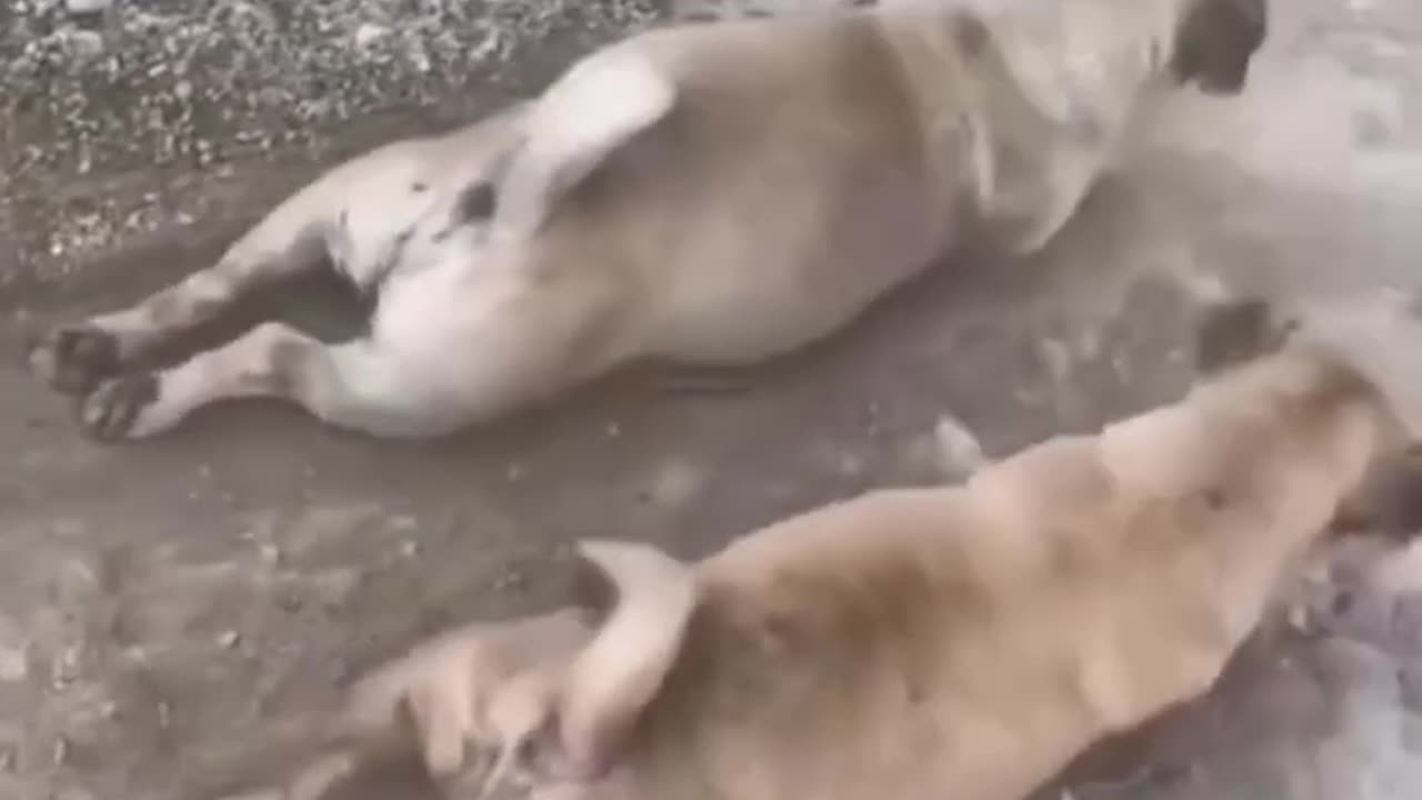 Funny cat and dog