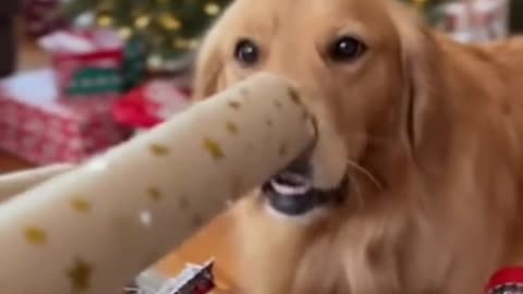 🐶🎄 My Dog Found a Paper Craft Roll… And Turned It Into a Christmas Toy 😂✨