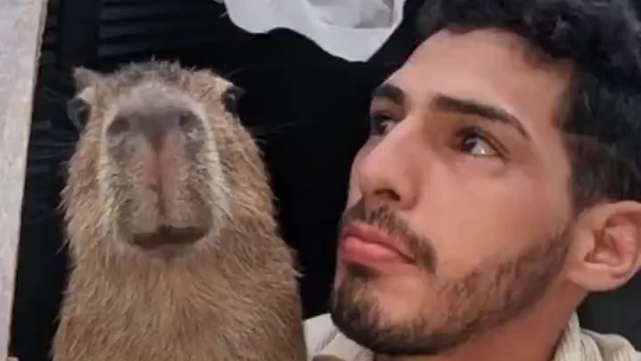 Being best friends with a capybara.