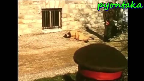 ニコラエ・チャウシェスク 1989年12月25日、ルーマニアの独裁者が撃たれた