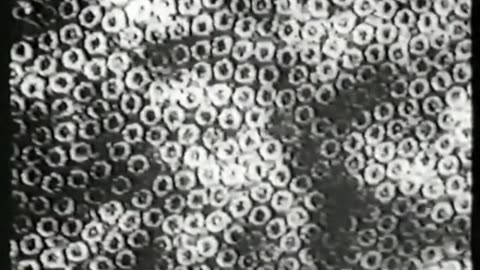 The Fine Structure of the Living Cell - Harold Hillman (1977)