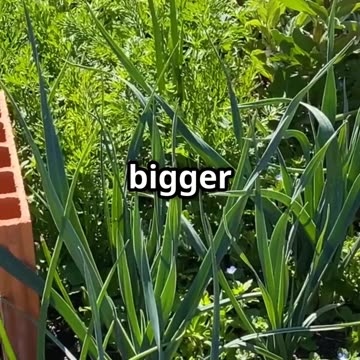 This Old-School Fertilizer Beats Store-Bought Chemicals!