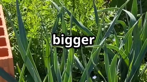 This Old-School Fertilizer Beats Store-Bought Chemicals!