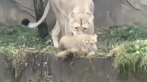 🧠✨ Incredible! White Lioness Rescues Her Cub | FeedMyCuriosity