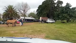 Marcación del Chasque - Caballos criollos - A. de Criadores de Caballos Criollos - Cerro Largo