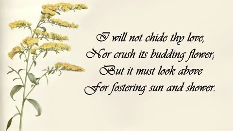 Golden Rod - The Language of Flowers