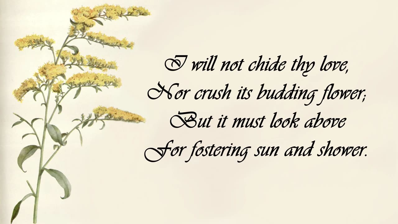 Golden Rod - The Language of Flowers