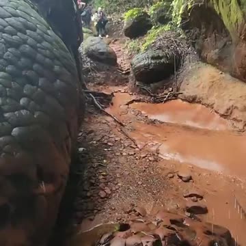 PETRIFIED GIANT SNAKE, OUR HISTORY IS A COMPLETE LIE