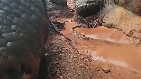 PETRIFIED GIANT SNAKE, OUR HISTORY IS A COMPLETE LIE