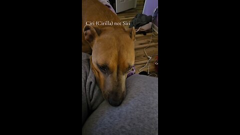 My Middle Dog Is Spoiled