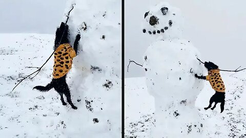 Your Daily Dose of Pets / He Really Wanted That Stick
