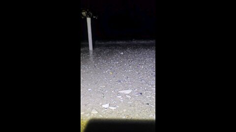 Florida Beach Are Alive