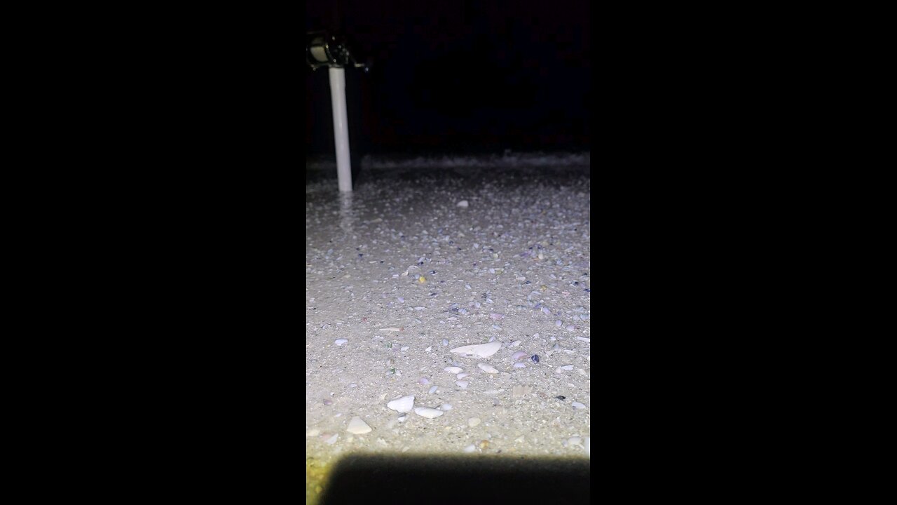 Florida Beach Are Alive