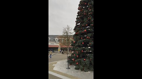 The Magic of Christmas Trees and Timeless Traditions