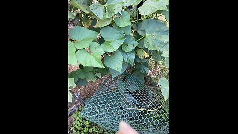 Getting the sweet potatoes ready