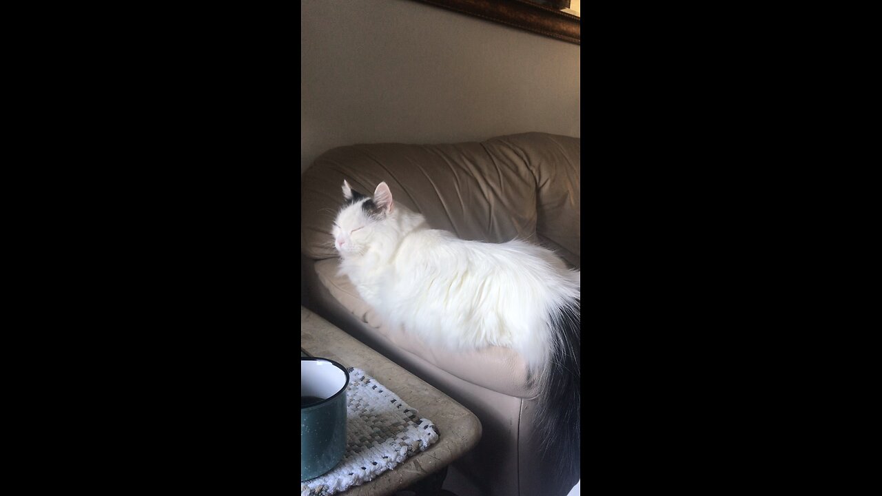 Sitting with Zephyr