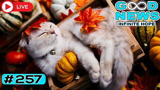 🐾A Stranger’s Note & Thanksgiving Kindness | GOOD NEWS - Infinite Hope #257