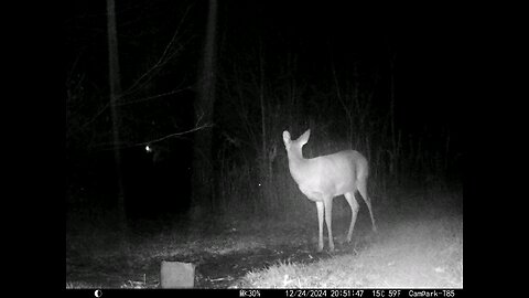 Deer Cam 12-24-2024 Deer in Rain