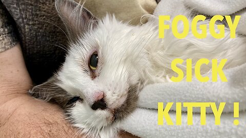 Sick Kitty ! - Pyothorax afflicts Foggy