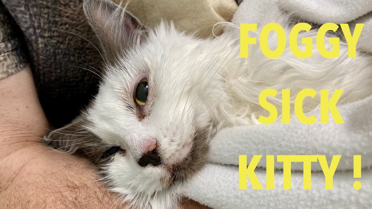 Sick Kitty ! - Pyothorax afflicts Foggy