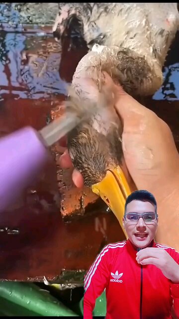 Desplumador eléctrico