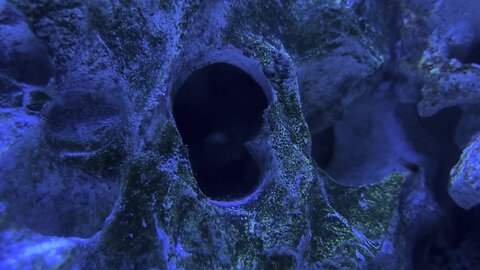 Clown fish hiding in cave part 2