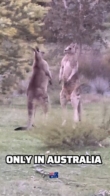 Kangaroos sorting issues out